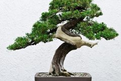 Hướng dẫn cách làm đất trồng bonsai cho từng loại cây