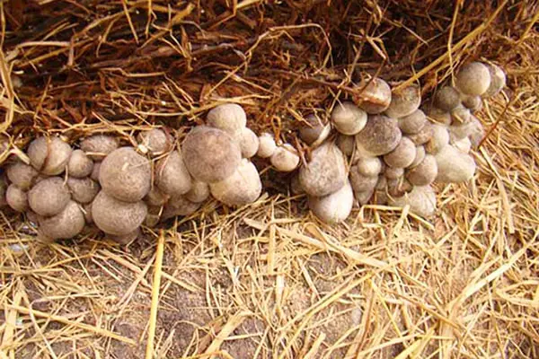 Nấm rơm chỉ thu hoạch được trong khoảng 3-4 ngày nên cần phải tranh thủ thu hái nấm