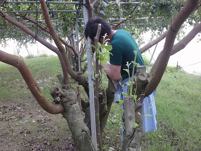 Kỹ thuật trồng cây táo đại