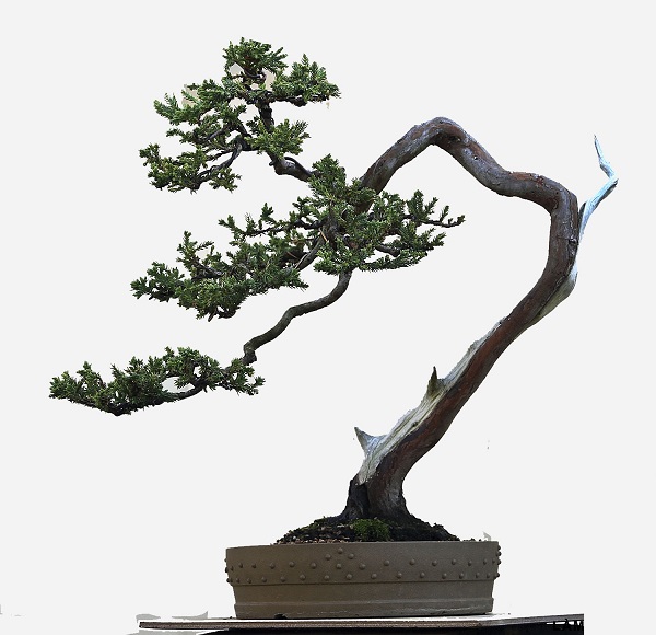 Kỹ thuật tạo dáng bonsai cho cây đẹp từ rễ đến ngọn