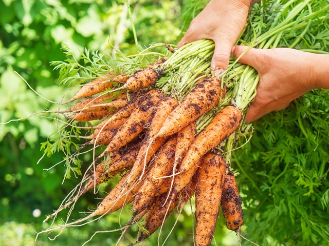 Kỹ thuật trồng cà rốt đơn giản