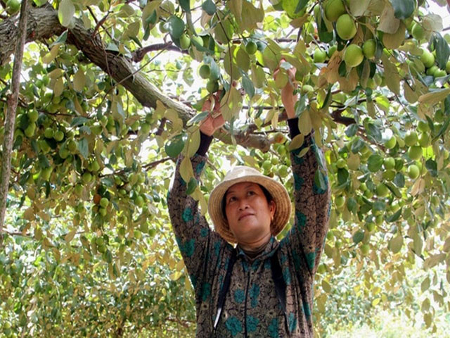 Kỹ thuật trồng cây táo