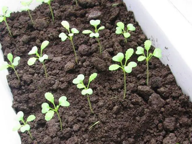 Kỹ thuật trồng củ cải trắng