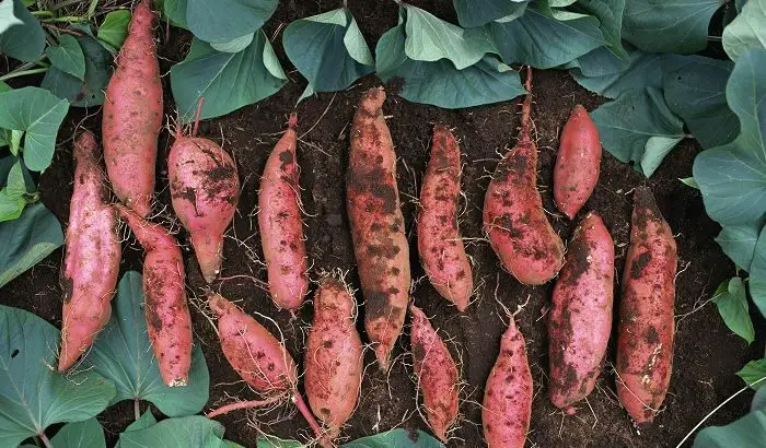 Tăng năng suất trồng Khoai lang Nhật bằng phân bón sinh học Vườn Sinh Thái