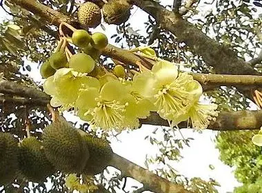 Quy trình kỹ thuật sử dụng Chế phẩm sinh học Vườn Sinh Thái cho cây Sầu riêng
