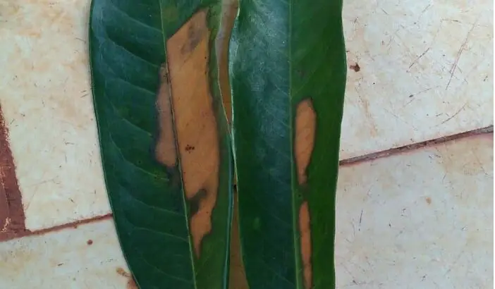 Những loại bệnh thường gặp trên cây sầu riêng