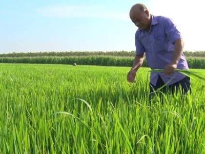 Chăm sóc cho cây Lúa giai đoạn đón đòng, trổ Thoát
