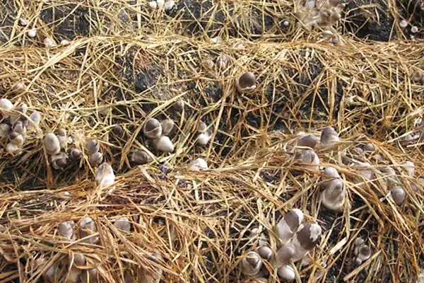Mô hình trồng nấm rơm