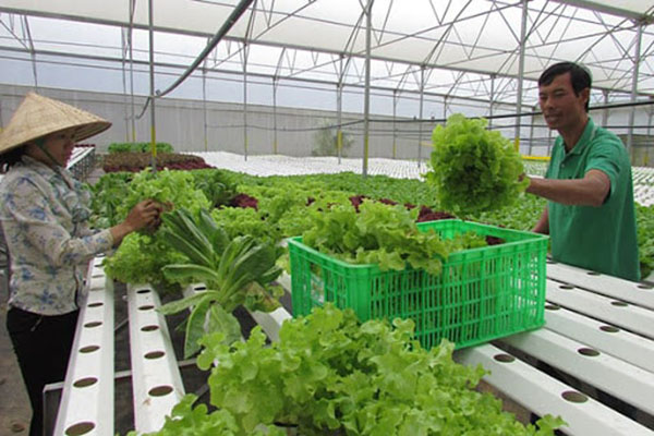 Năng suất trồng rau trong nhà kính