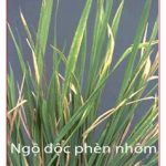 Đặc trị ngộ độc hữu cơ trên cây lúa