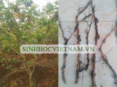 Bệnh tuyến trùng bướu rễ gây hại trên cây Ổi
