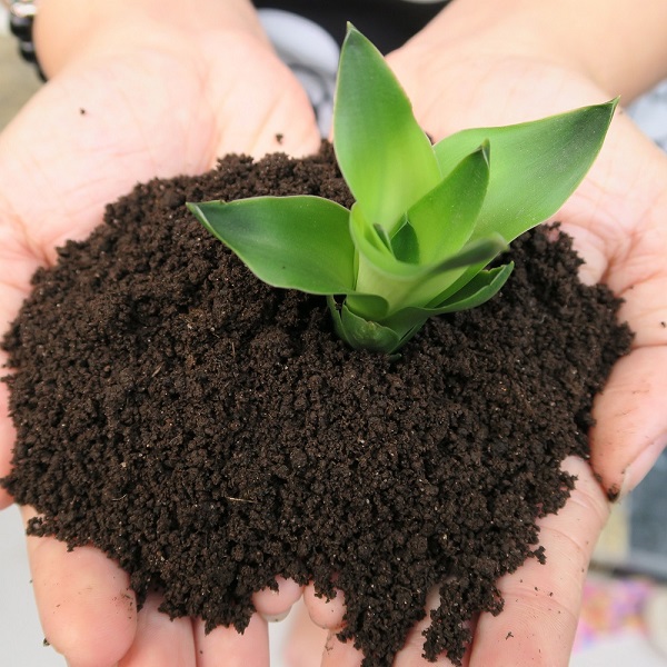 Phân trùn quế cung cấp các chất khoáng cần thiết cho sự phát triển của cây trồng
