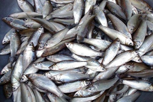 Cách ủ phân Cá đơn giản và hiệu quả bằng Chế phẩm sinh học EM