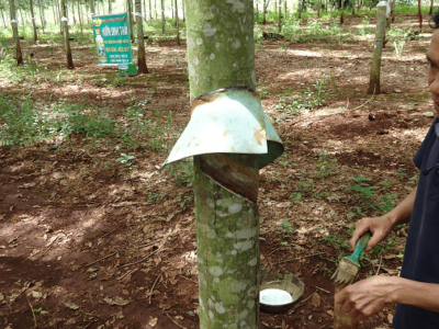 Quy trình sử dụng phân bón sinh học Vườn Sinh Thái cho cây Cao Su đạt hiệu quả cao nhất