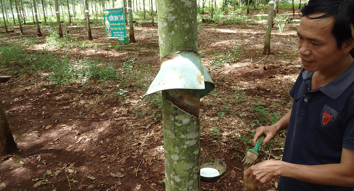 Quy trình sử dụng phân bón sinh học Vườn Sinh Thái cho cây Cao Su đạt hiệu quả cao nhất