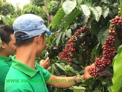 Quy trình chăm sóc vườn Cà phê sau thu hoạch chuẩn nhất