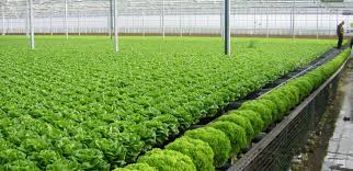 Việt Nam sắp có nhà máy sản xuất rau sạch năng suất cao