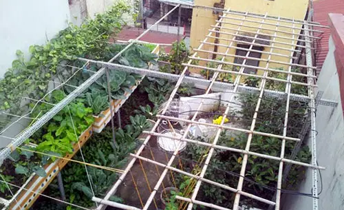 Chơi sang bậc nhất: Thuê kỹ sư chăm vườn rau tại nhà