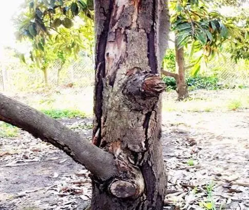 Bệnh nứt thân xì mủ trên cây sầu riêng và biện pháp phòng trị