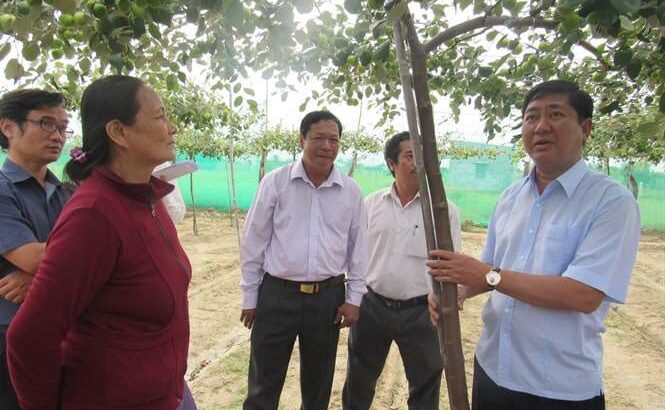 Đột phá giống táo Bom TN05 tại Ninh Thuận