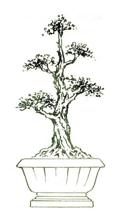 Cây bonsai cổ điển: Với những đường nét tinh tế và chăm chút đến từng cm, chiếc cây bonsai cổ điển này khiến người xem như đang ngắm nhìn một tác phẩm nghệ thuật thực sự. Hãy thưởng thức hình ảnh này để cảm nhận sự thanh tao và sự sống động mà một cây bonsai cổ điển có thể mang lại.