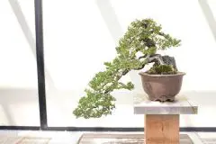 20 thế cây bonsai cổ điển, thu hút các nghệ nhân hiện nay