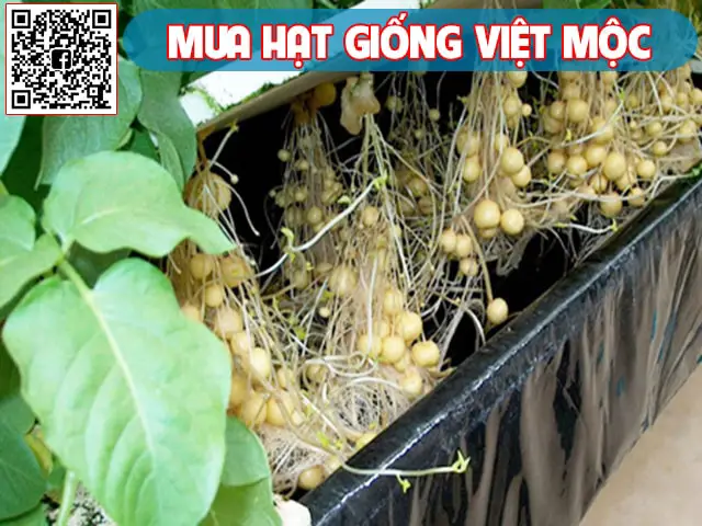 Thu hoạch khoai tây thủy canh