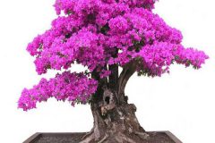 TOP những cây bonsai để trong nhà và những lưu ý khi trồng cần phải biết