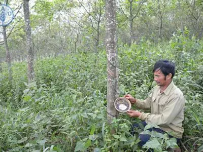 Quy trồng cây Cao Su giúp nâng cao sản lượng & chất lượng