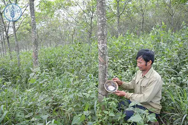 Quy trồng cây Cao Su giúp nâng cao sản lượng & chất lượng