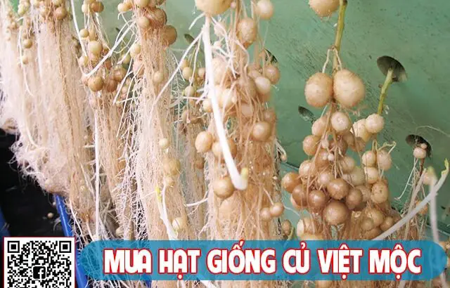 Kỹ thuật trồng Khoai tây trong nước thủy canh củ nhiều to tại nhà