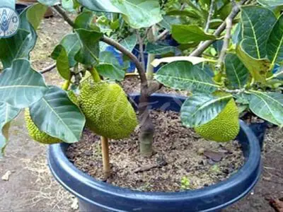 Cách trồng Mít Thái trong chậu phát triển nhanh ra trái sớm