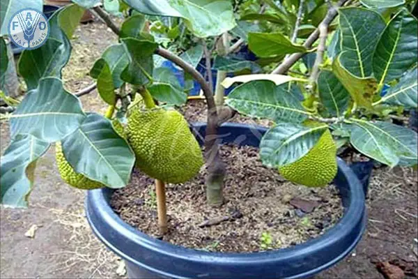 Cách trồng Mít Thái trong chậu phát triển nhanh ra trái sớm
