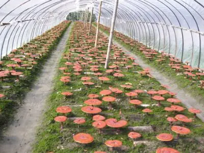 Kỹ thuật trồng Nấm Linh Chi Đỏ Tại Nhà Năng Suất Cao