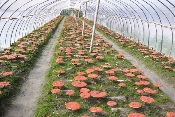 Kỹ thuật trồng Nấm Linh Chi Đỏ Tại Nhà Năng Suất Cao