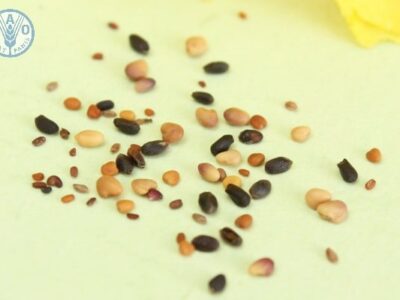 Cách trồng Sen đá từ hạt đơn giản làm ngay tại nhà được