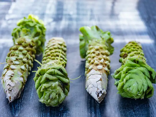 Kỹ thuật trồng wasabi