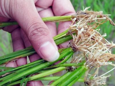 Cách phòng trừ tuyến trùng hại rễ trên cây lúa hiệu quả nhất