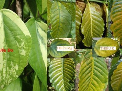 Nguyên nhân gây vàng lá và rụng lá ở cây cà phê và cách khắc phục hiệu quả