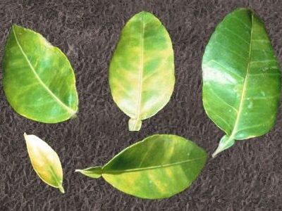 Bệnh vàng lá thối rễ là gì ? Cách khắc phục và phòng trị hiệu quả bệnh gây hại trên cây có múi: bưởi, cam, chanh, quýt..