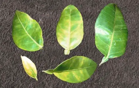 Bệnh vàng lá thối rễ là gì ? Cách khắc phục và phòng trị hiệu quả bệnh gây hại trên cây có múi: bưởi, cam, chanh, quýt..