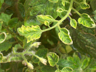 Biện pháp phòng trừ hiệu quả bệnh xoăn lá ở cà chua