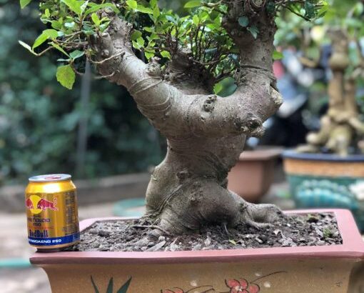Cây sung cảnh bonsai mini siêu quả  – mã SC24