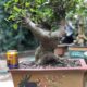 Cây sung cảnh bonsai mini siêu quả  – mã SC24