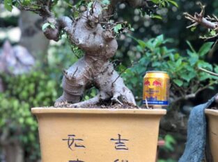 Cây sung cảnh bonsai mini cực đẹp, siêu quả  – mã SC21