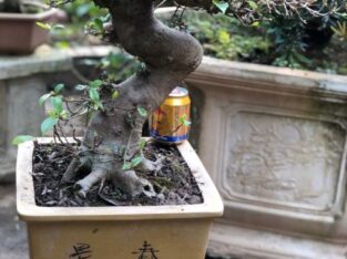 Cây sung cảnh bonsai mini siêu quả cực đẹp – mã SC22