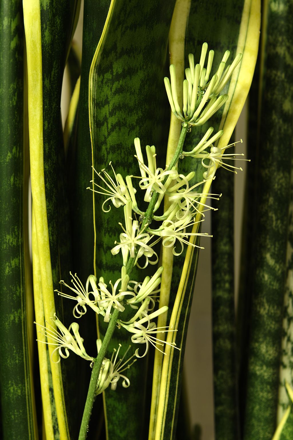 Sansevieria trifasciata's flowers
