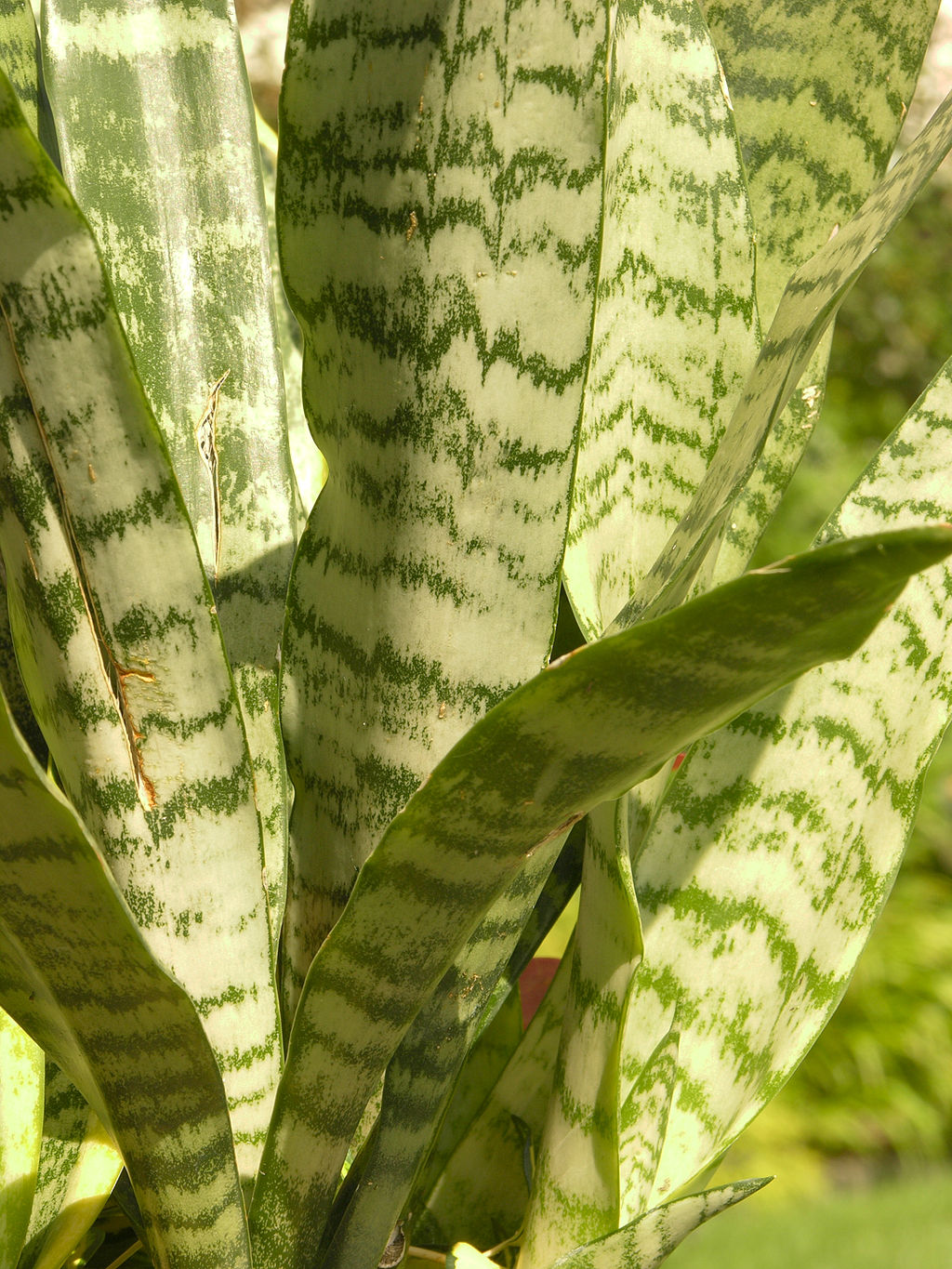 Sansevieria trifasciata Leaf Closeup 2448px.jpg