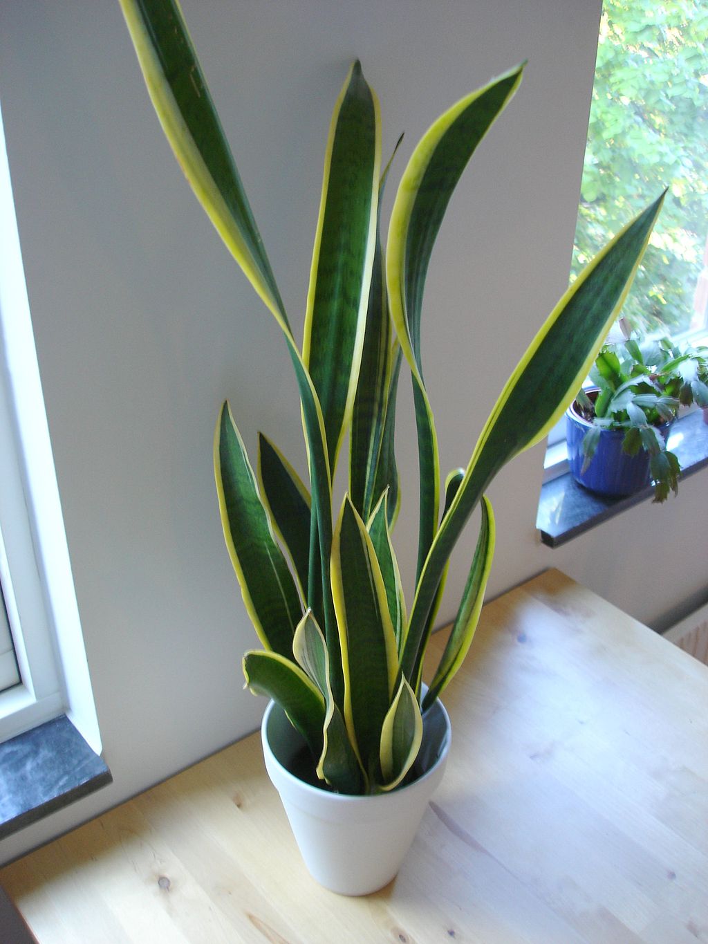 This plant is called "Snake plant" or "Mother-in-Law's tongue" in English.
