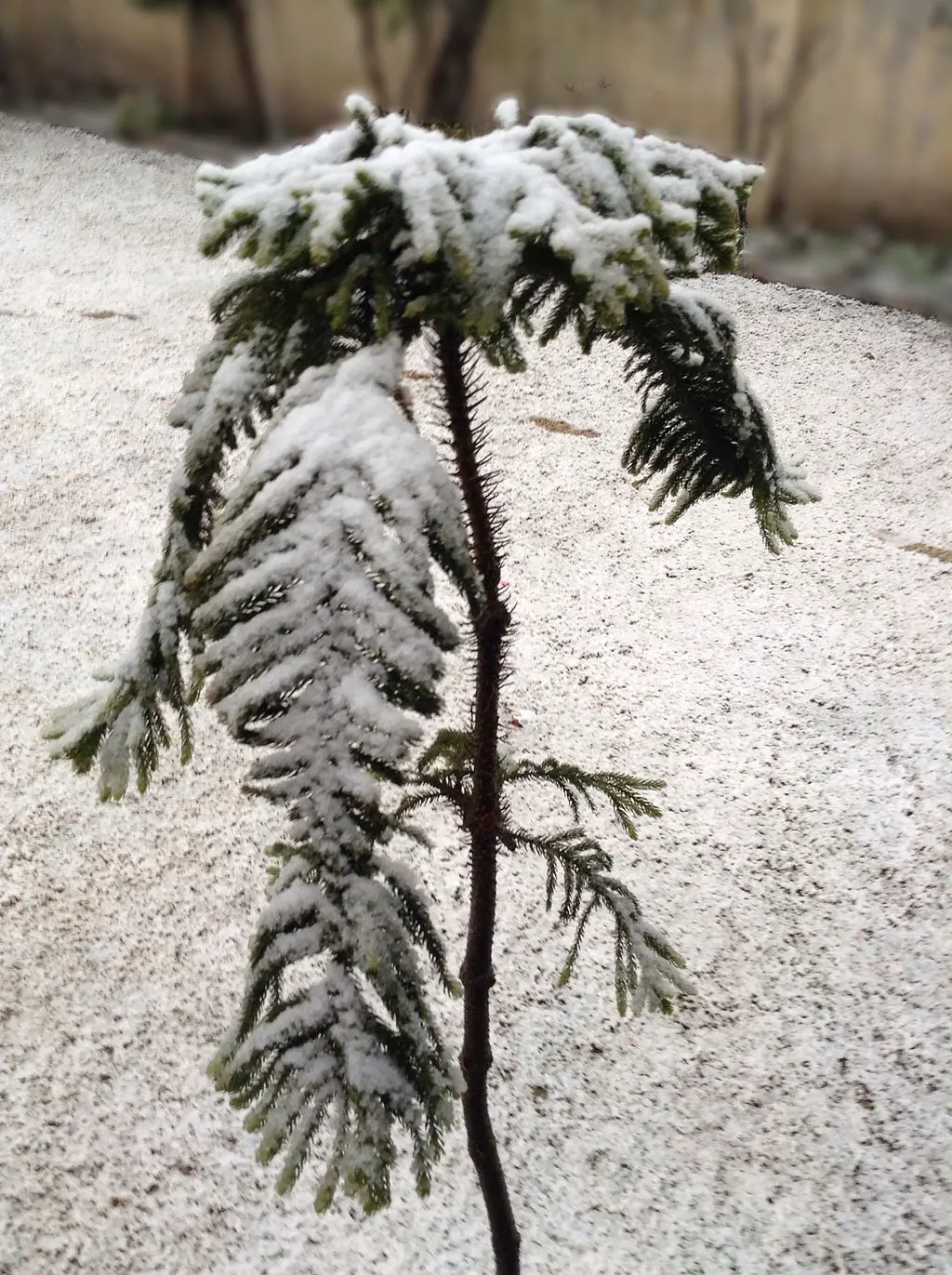 Snow on Araucaria heterophylla
